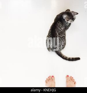 Ansicht von oben der Füße neben einem American Shorthair Katze der Frau Stockfoto