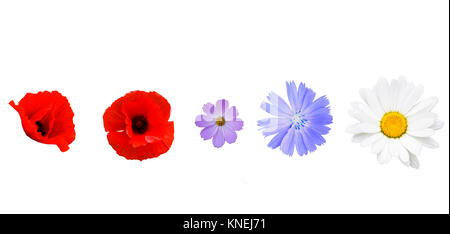 Verschiedene Garten Blumen auf weißem Hintergrund. Mohn, Cichorium, Cosmos, daisy flower auf Weiß Stockfoto