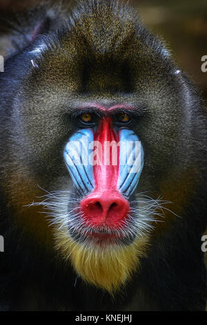 Porträt eines Mandrill, Bogor, West Java, Indonesien Stockfoto