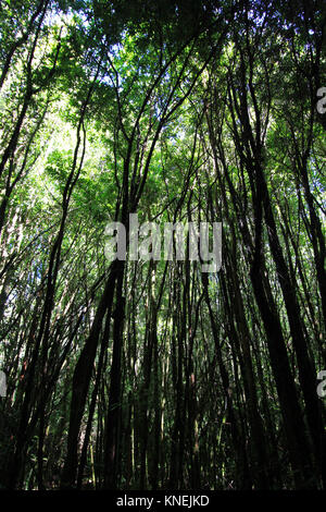 In einem Wald von riesigen PATAGONISCHEN Zypressen Fitzroya cupressoides,,, Alerce Andino Nationalpark, Patagonien, Chile Stockfoto