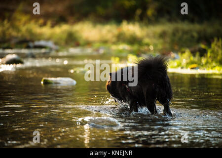 Chow Chow Hund Stockfoto