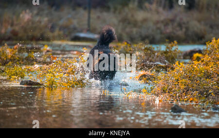 Chow Chow Hund Stockfoto