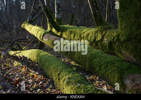 Baumstamm von üppigen grünen Moos im herbstlichen Wald bedeckt mit trockenen Blätter auf dem Boden. Stockfoto