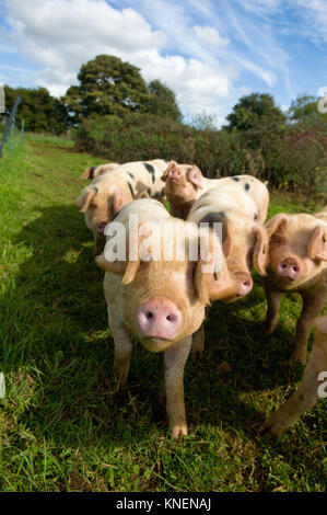 Tier Portrait von Gloucester alten spot Schweine an Kamera, Cherington, Gloucestershire, Vereinigtes Königreich, Europa Stockfoto