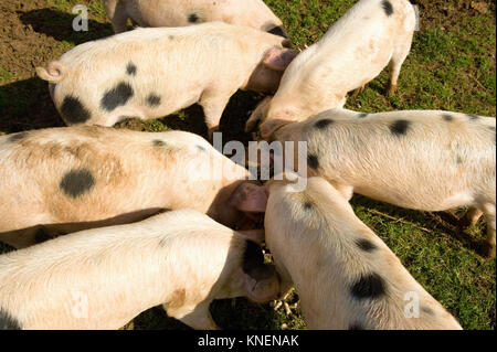 Gloucester alten spot Schweine gepresst zusammen essen, Cherington, Gloucestershire, Vereinigtes Königreich, Europa Stockfoto