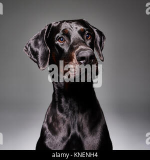 Studio Portrait von Dobermann Hund Stockfoto