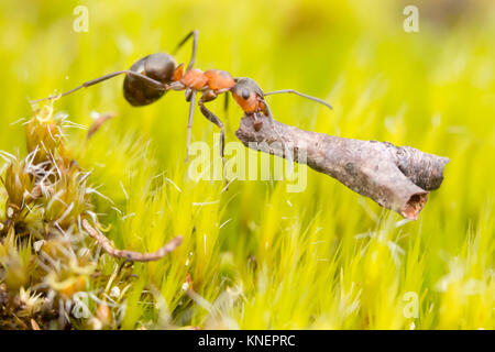Waldameise (Formica rufa) mit Zweig. Dorset, Großbritannien. Stockfoto