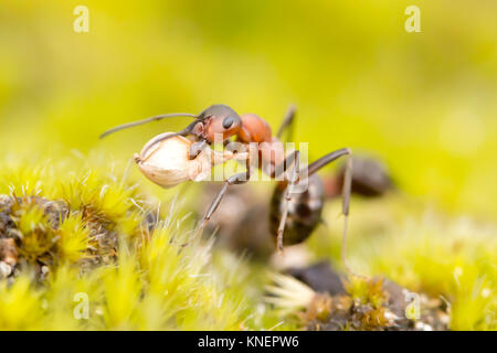 Waldameise (Formica rufa) mit Heather Saatgut. Dorset, Großbritannien. Stockfoto