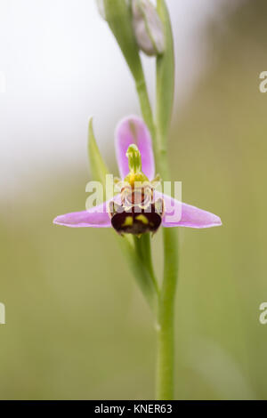 Bienen-ragwurz (Ophrys apifera). Surrey, Großbritannien. Stockfoto