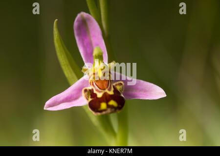Bienen-ragwurz (Ophrys apifera). Surrey, Großbritannien. Stockfoto