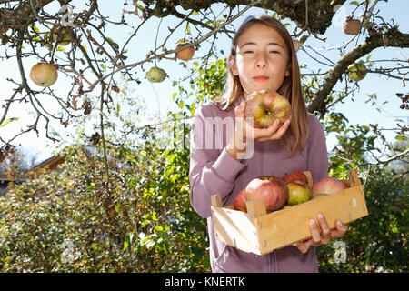 Junge Mädchen Holding Box von frisch gepflückte Äpfel Stockfoto