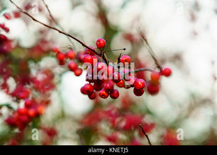 Wandern im Spätherbst Bute Park Cadiff, Wales Stockfoto