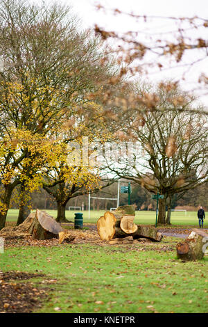 Wandern im Spätherbst Bute Park Cadiff, Wales Stockfoto