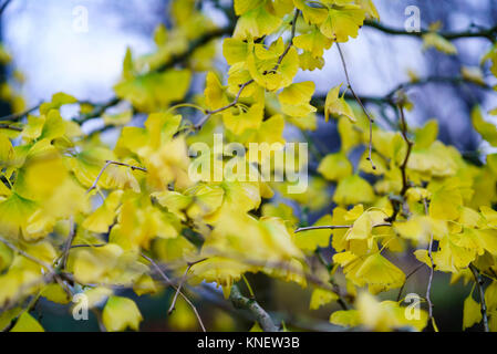 Wandern im Spätherbst Bute Park Cadiff, Wales Stockfoto