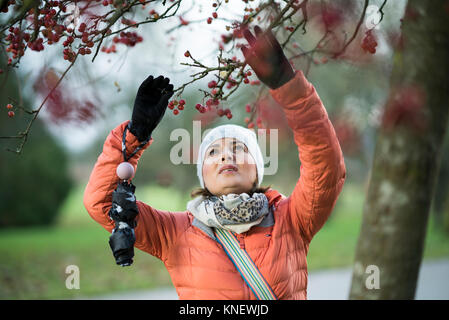 Wandern im Spätherbst Bute Park Cadiff, Wales Stockfoto