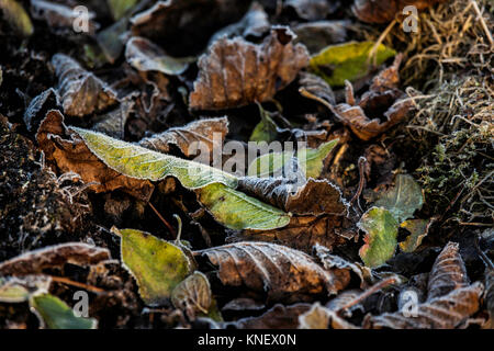 Tiere von Norfolk Stockfoto