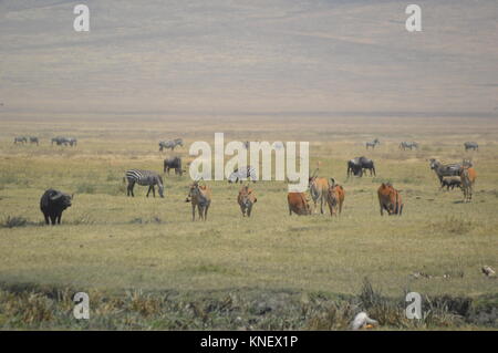 African Safari september 2017 n'gorongoro Manyara serengeti Tansania Stockfoto