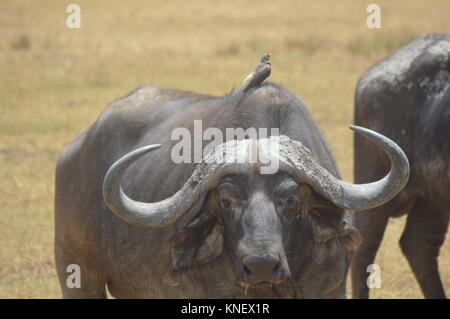 African Safari september 2017 n'gorongoro Manyara serengeti Tansania Stockfoto