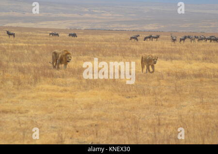 African Safari september 2017 n'gorongoro Manyara serengeti Tansania Stockfoto