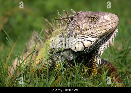 Iguana in Vieques, Puerto Rico Stockfoto