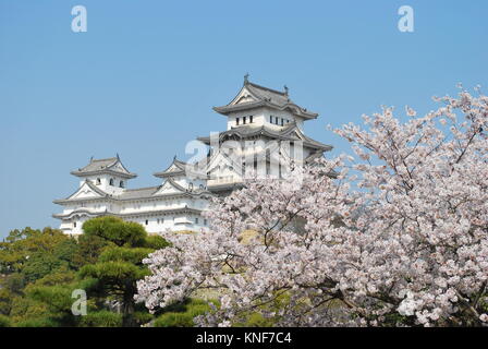 Kirschblüten in voller Blüte im Frühjahr auf Burg Himeji, Japan. Ein Symbol für Respekt, macht, Ruhm, Geschichte und Frieden. Stockfoto