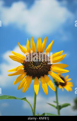 Single Sonnenblume in voller Blüte in einer Wiese. Sonnenblumen symbolisieren die Sommersaison, Glück und Freiheit. In Osaka, Japan. Stockfoto