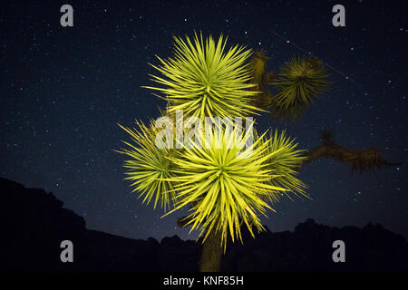 Joshua Tree in der Wüste bei Nacht Stockfoto