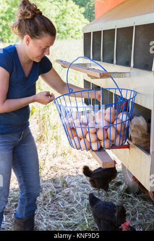 Frau sammeln Korb mit Eier von freilaufenden golden Comet und Black Star Hennen auf Bio-bauernhof Stockfoto