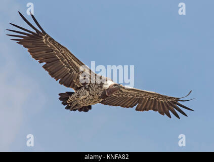 Rüppell des Gänsegeiers im Flug Stockfoto