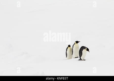 Drei Kaiserpinguine wailking in einer Zeile Stockfoto