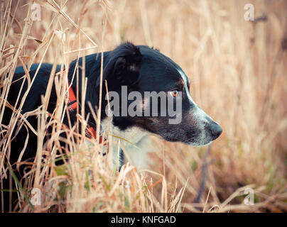 Tri Color Border Collie dog portrait im langen Gras Stockfoto