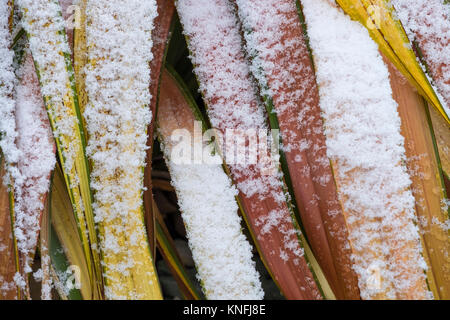 Bunte Blätter Phormium Jester Flachs in schneereichen Winter, England, Großbritannien Stockfoto