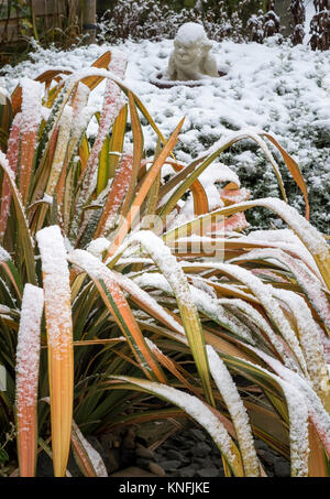 Reifen bunte Phormium Jester Flachs immergrüne Pflanze im Winter Schnee, England, Großbritannien Stockfoto