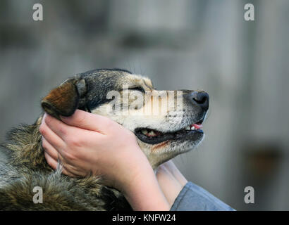 Für Kinder Hände halten in den Armen, im Gesicht, lustige Hunde mit schmutzigen Nase Stockfoto