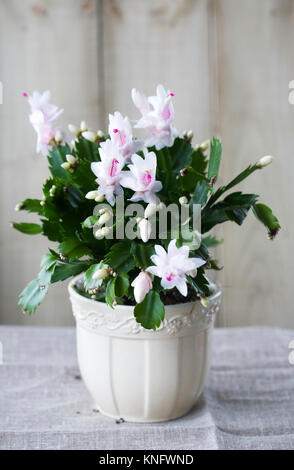 Schlumbergera Truncata. Weihnachtskaktus. Stockfoto