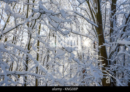 Ein Wintermärchen in Großbritannien als ein Fuß Schnee bringt Chaos, aber die Schönheit der Grafschaft Shropshire. Die Sonne glitzert über den gefrorenen Bäume. Stockfoto