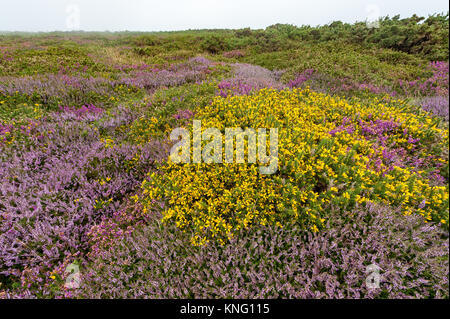 Heather an einem nebligen Tag im Sommer, Normandie Frankreich Stockfoto