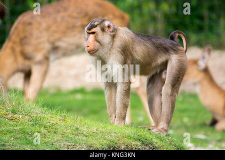 Golden bauchige mangabey Affen im Zoo, Tier leben Stockfoto