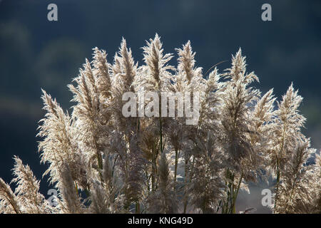 Pampas Gras (Cortaderia selloana), samenköpfe, Contr jour, Hayle, Cornwall, England, Großbritannien. Stockfoto