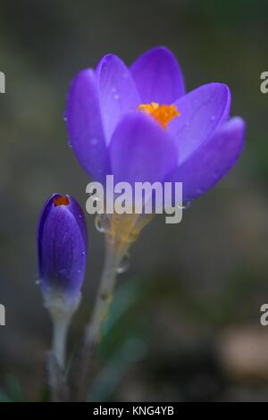 Crocus nach regen Stockfoto