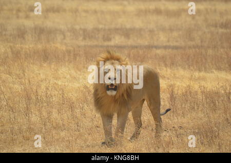 African Safari september 2017 n'gorongoro Manyara serengeti Tansania Stockfoto