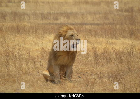 African Safari september 2017 n'gorongoro Manyara serengeti Tansania Stockfoto