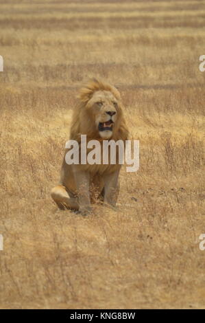 African Safari september 2017 n'gorongoro Manyara serengeti Tansania Stockfoto