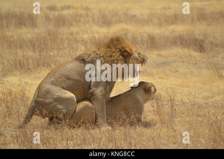 African Safari september 2017 n'gorongoro Manyara serengeti Tansania Stockfoto