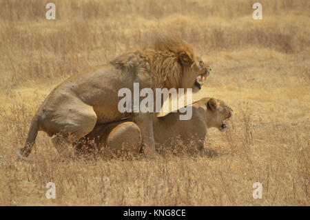 African Safari september 2017 n'gorongoro Manyara serengeti Tansania Stockfoto