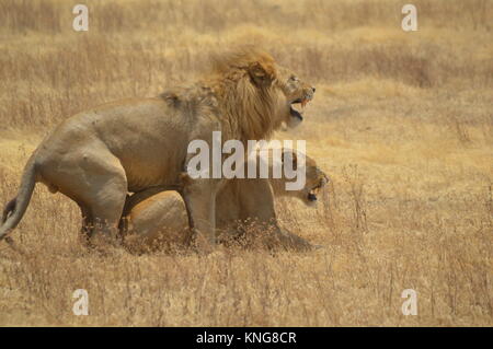 African Safari september 2017 n'gorongoro Manyara serengeti Tansania Stockfoto