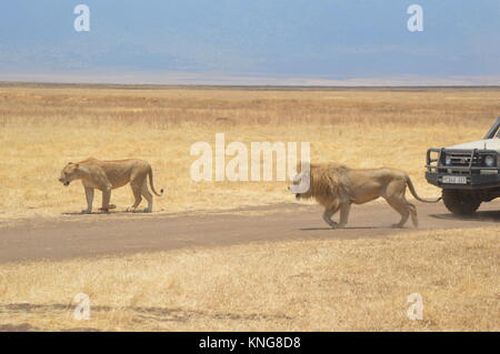 African Safari september 2017 n'gorongoro Manyara serengeti Tansania Stockfoto