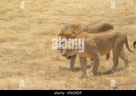 African Safari september 2017 n'gorongoro Manyara serengeti Tansania Stockfoto