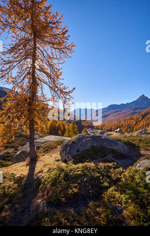 Haute Vallée de la Clarée in voller Farben des Herbstes. Hautes-Alpes, Névache, Laval, Alpen, Frankreich Stockfoto