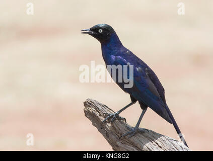 Rüppell's Starling Stockfoto